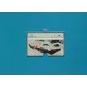 1-tintin5