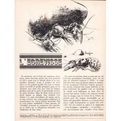 Bobo (HS) - Bobo magazine (6)