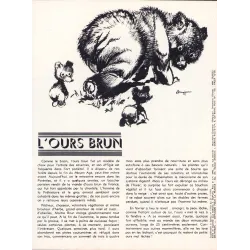 Supplément (1710) - Poster l'ours brun